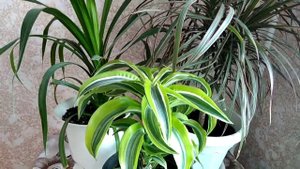 Драцена - драконово дерево: уход, содержание в домашних условиях