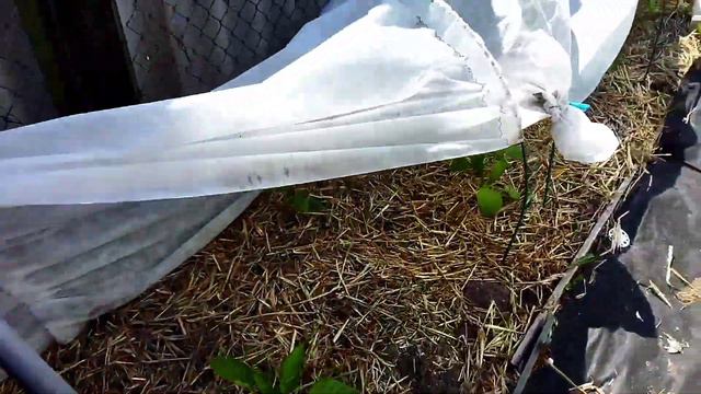 Чим удобрюю свої рослини. Парник для кабачків. смотреть онлайн