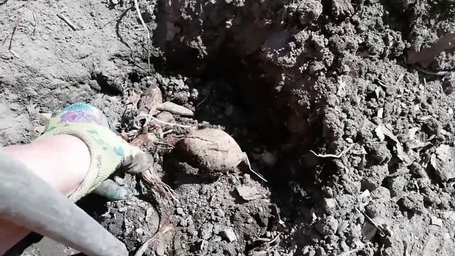 Высадка клубней ГЕОРГИН в грунт.Что нужно знать. смотреть онлайн