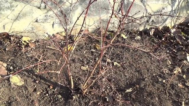 Обрезка жимолости. Как обрезать жимолость.