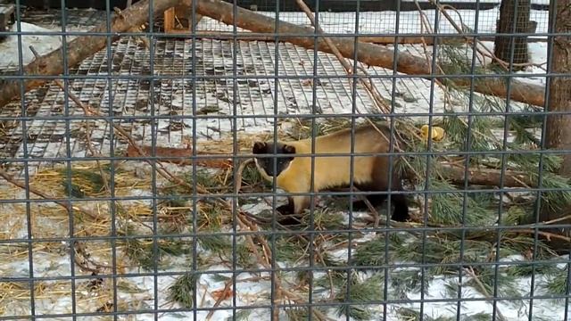 Харза уссурийская смотреть онлайн
