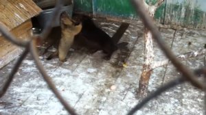 Драка бобра и сурка