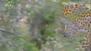 Nat Geo Wild - Царство леопардов