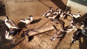 Утка пеганка. Молодняк 2020 года