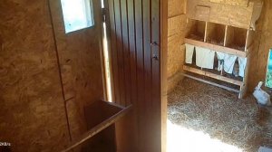 Как сорока ворует куриные яйца. #сороки