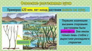 Выход высших растений на сушу