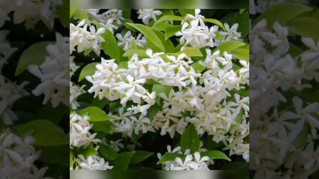 8  best climbing plants for Indian  balconies and gardens.