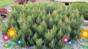 Сосна горная Пумилио. Краткий обзор, описание характеристик, где купить саженцы pinus mugo Pumilio