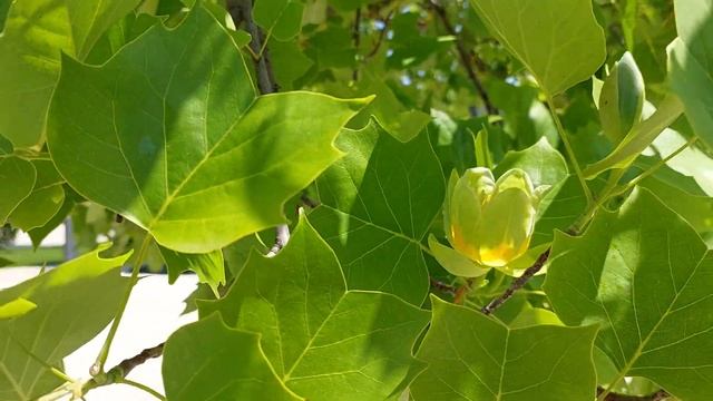 Тюльпановое дерево или Лириодендрон смотреть онлайн