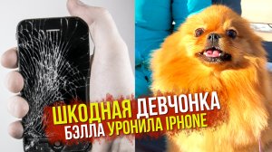 Шпиц Бэлла уронила iPhone. Холодный ветер перемен
