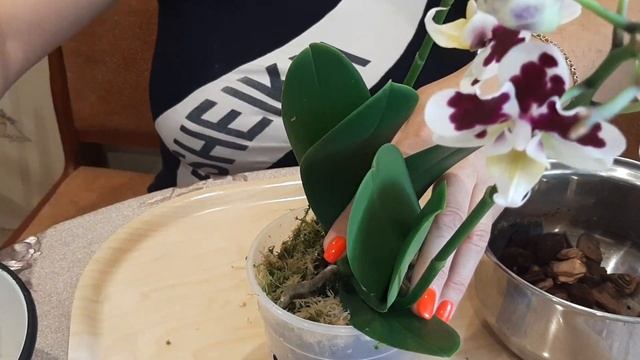 Фаленопсис Полка Дотс ! Сажаем орхидею в горшок ! смотреть онлайн