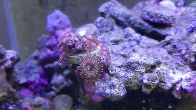 Anemonia gracilis смотреть онлайн