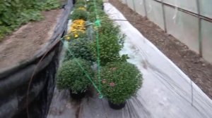 1.Хризантемы зацветут раньше, если их накрывать  чёрный плёнкой.