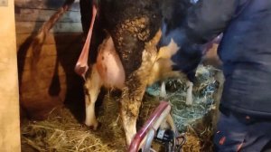 Корова отелилась. Джерсей родился. Наш папа бык Джерси Нильс!#корова #джерси #хочуврекомендации