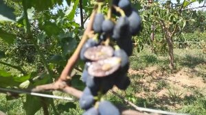 Виноград "Доминик" 31.07.2021 г.                     Тел,WhatsApp и Viber : 8-918-43-794-43