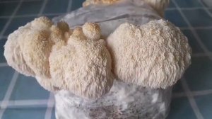 Ежевик гребенчатый - КУШАТЬ ВСЕМ! Польза и применение.