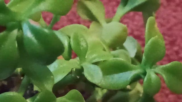 Как ухаживать за комнатными растениями. Обрезка Аптении смотреть онлайн