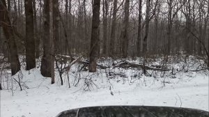 КУНИЦА В КРЕПОСТИ ДУБА/ ПРОЦЕСС ВЫКУРИВАНИЯ КУНИЦЫ ИЗ ДУПЛА/ОХОТА С ЛАЙКОЙ/