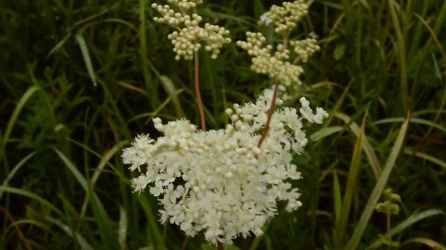 Таволга (лабазник). Июль 2017 г смотреть онлайн