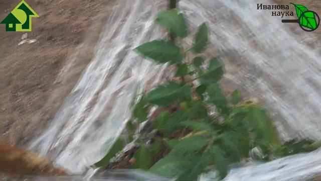 НЕ СТРАШЕН ни ВЕТЕР, ни ХОЛОД! РАССАДА НЕ СЛОМАЕТСЯ и НЕ ЗАМЕРЗНЕТ! ОЧЕНЬ ПРОСТОЙ СПОСОБ ЗАЩИТЫ. смотреть онлайн