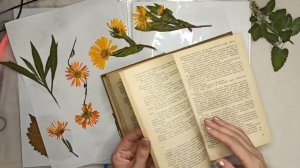 Мой гербарий/ как сушить листья/ оформление