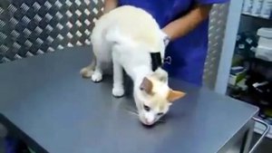 Как сделать укол строптивому коту?!