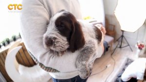 Рубрика "ЖИвотный интерес" - первый помёт спиноне итальяно на Урале