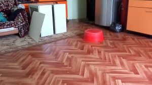 Как создать робот пылесос своими руками почти бесплатно))