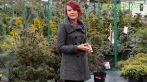 Випуск 133. Барбарис Тунберга Dart’s Red Lady