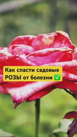 🌹ВСЕГО ОДНА ГОРСТЬ спасёт розы от болезней