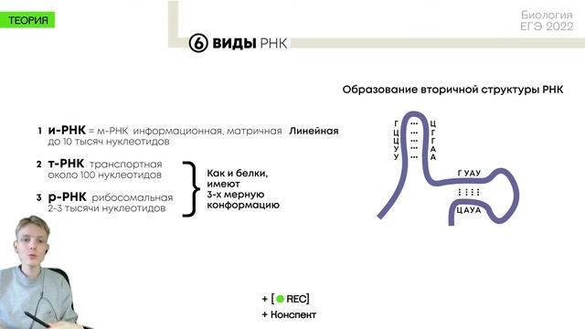 Биология ЕГЭ - Нуклеиновые кислоты. смотреть онлайн