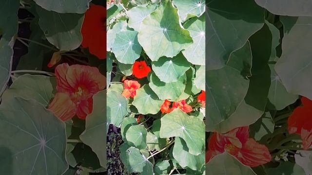Настурция.?
