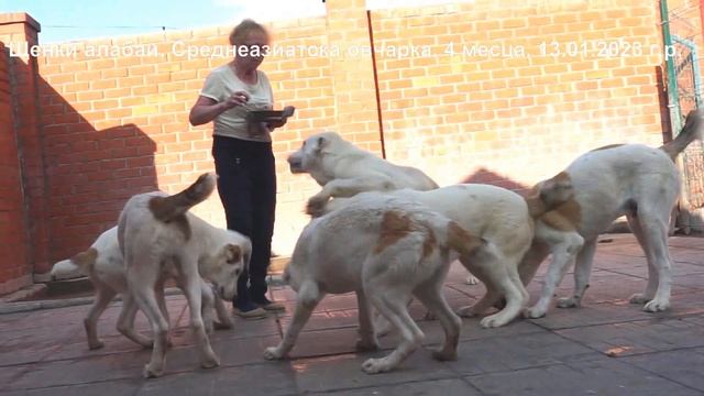 Щенки алабаи, Среднеазиатская овчарка 2, 4 и 8 месяцев www.r-risk.ru +79262205603 Татьяна Ягодкина смотреть онлайн