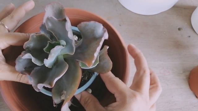 Trasplantado Suculenta de Colección / Echeveria Thanos #jardinería #suculentas смотреть онлайн