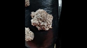 Выращивание вешенки дома в мешках; болезни, деформации вешенки, проблемы блоков - бесплатная помощь