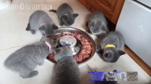 Кормление британских котят. в рацион входит и натуральное кормление! из общей семейной миски!