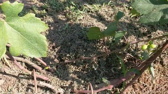 Виноград " Подарок Несветая " смотреть онлайн