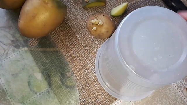 Выращиваем рассаду картофеля. Из глазков. Март 2023 г. смотреть онлайн