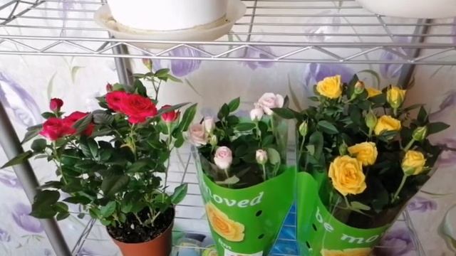 Похвастушки-Розочки спрей????☘️? смотреть онлайн