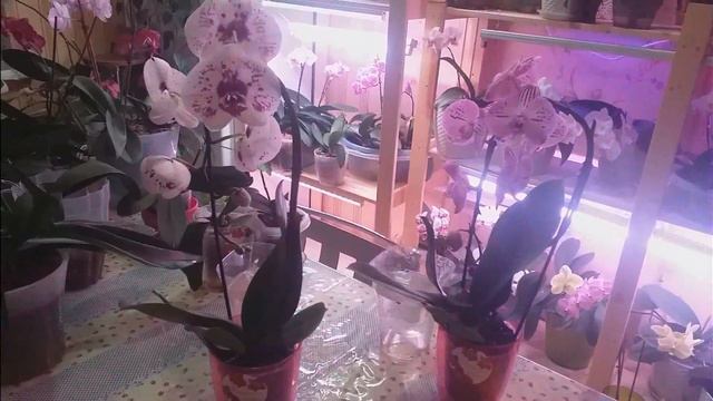 Подарки на день рождения! Жизнь автора. смотреть онлайн