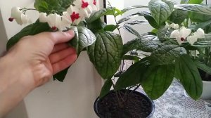 КЛЕРОДЕНДРУМ. Как заставить цвести клеродендрум!