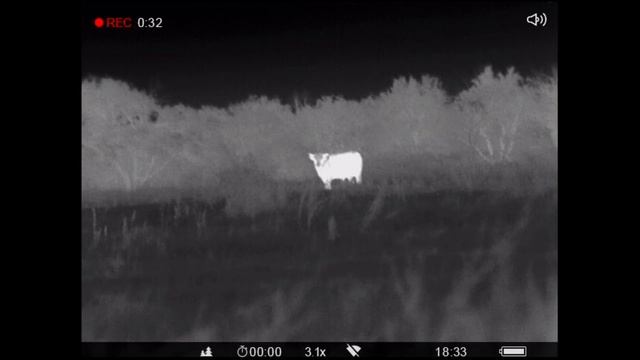 Не обычная охота на домашнего Быка смотреть онлайн