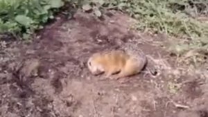 Поймали суслика в огороде
