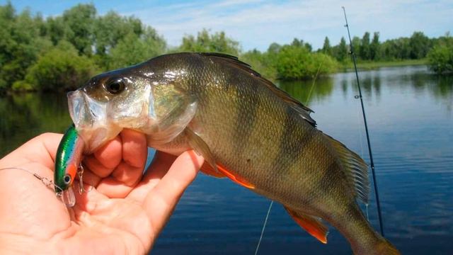 как ловить окуня
