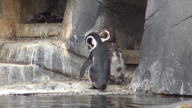 ► Des manchots qui s'agitent au Zoo de Vincennes (Parc Zoologique de Paris) смотреть онлайн