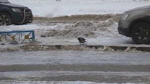 ворона каркает