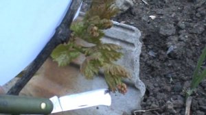 Виноград.Удаление лишних побегов