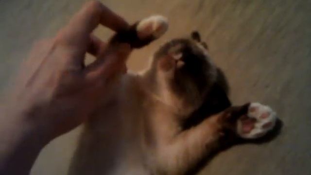 пластилиновый кот смотреть онлайн