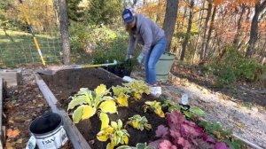 Overwintering last minute clearance perennials in raised garden beds Heuchera, Carex, Boxwood, Host