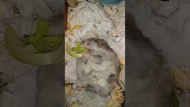 Самый милый хомячок Карапузик смотреть онлайн